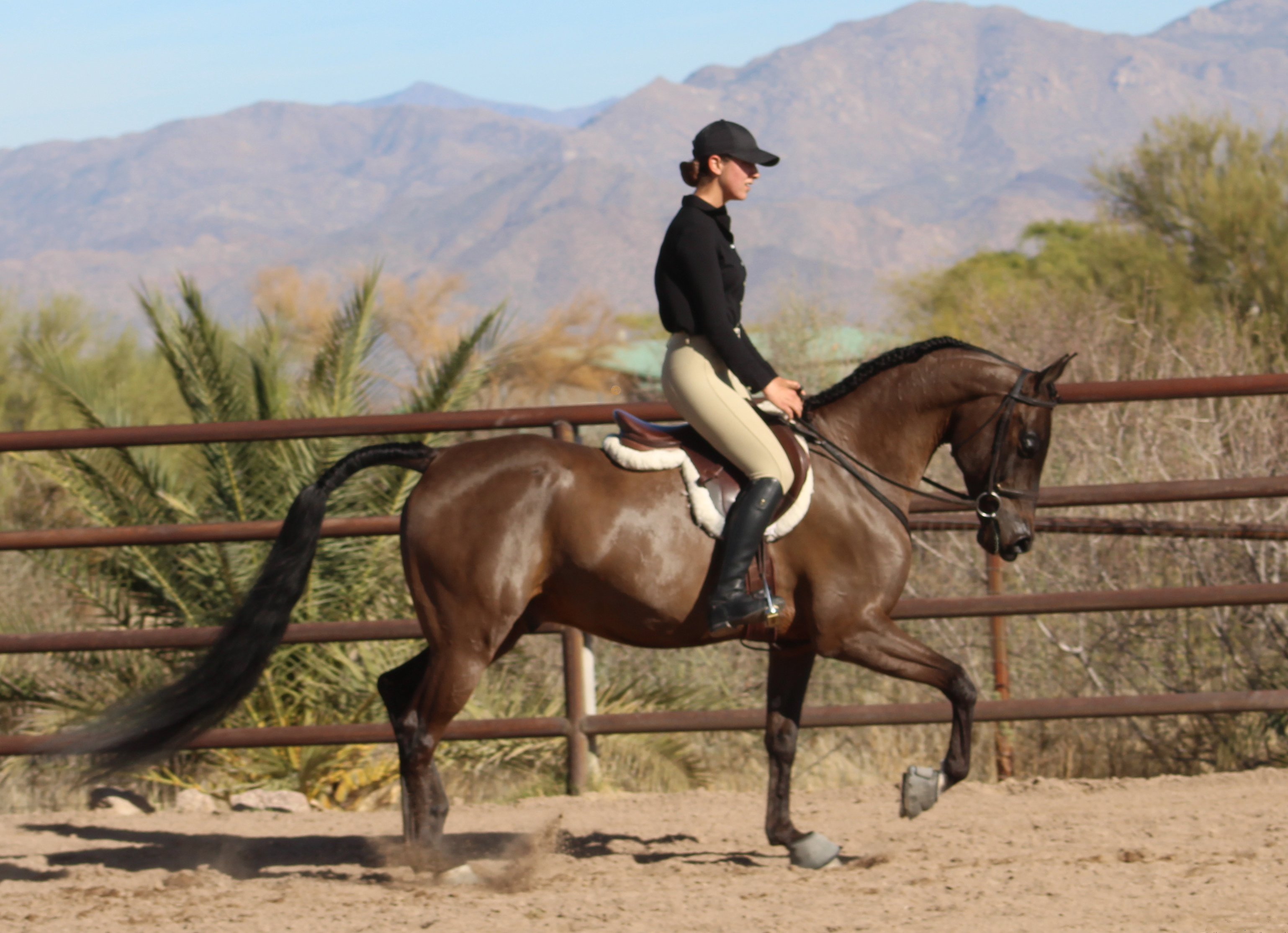 Culbreth Equine